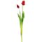 Red Tulip Bundle